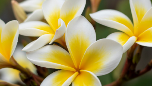 Bougies Exotiques